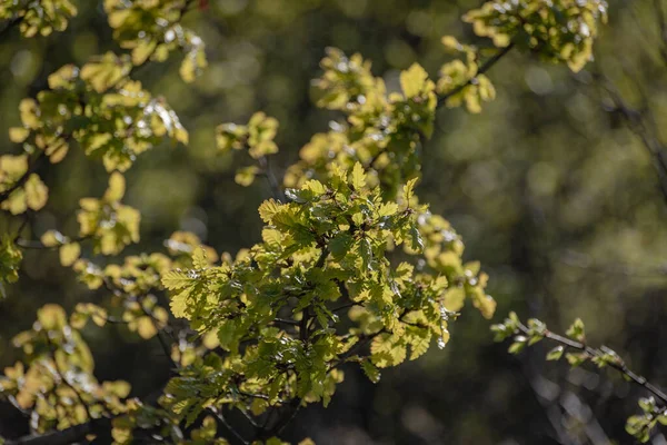 Las Hojas Frescas Verdes Sobre Árbol Primavera — Foto de Stock