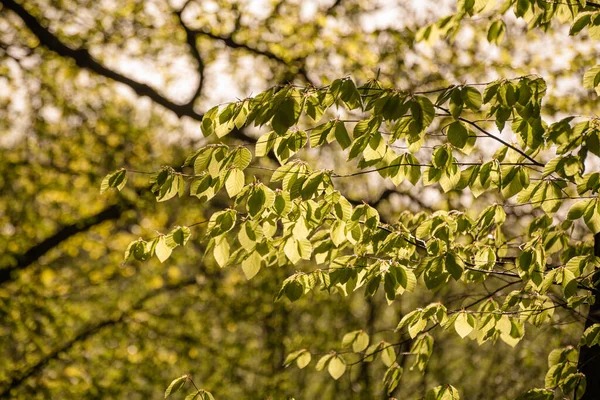 Las Hojas Frescas Verdes Sobre Árbol Primavera — Foto de Stock