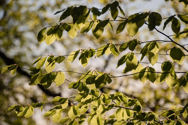 Las Hojas Frescas Verdes Sobre Árbol Primavera — Foto de Stock