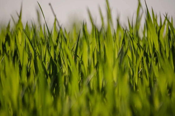 Campos Primavera Con Brotes Verdes Una Nueva Cosecha Grano — Foto de Stock