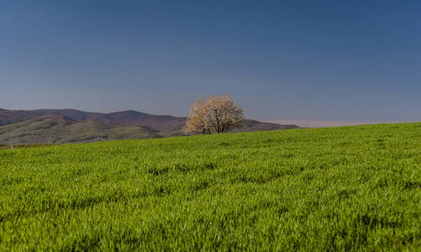 Campos Primavera Com Brotos Verdes Uma Nova Safra Grãos — Fotografia de Stock