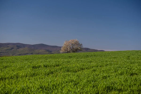 Pola Wiosenne Zielonymi Pędami Nowej Uprawy Zbóż — Zdjęcie stockowe