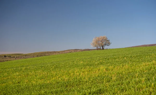 Pola Wiosenne Zielonymi Pędami Nowej Uprawy Zbóż — Zdjęcie stockowe
