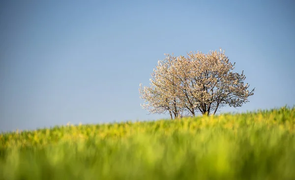 Frühlingsfelder Mit Grünen Trieben Einer Neuen Getreideernte — Stockfoto