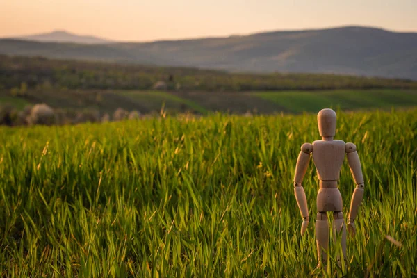Articulated little man stands in a field with an ascending cereal crop