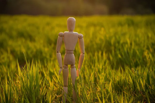 Articulated little man stands in a field with an ascending cereal crop