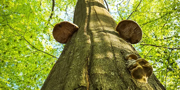 Ciuperci Chaga Creștere Copac — Fotografie, imagine de stoc