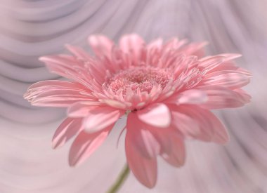 Durgun hayatın adı Pembe gölgede 