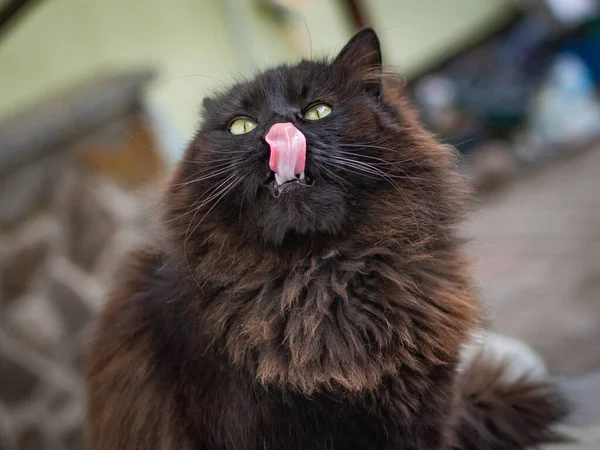 Retrato Gato Mullido Pura Sangre — Foto de Stock