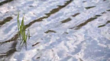 Gün batımında, dağ nehrinin çeşitli dalga dokuları