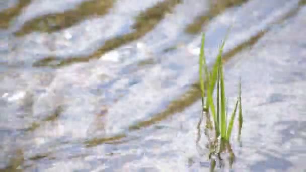 Variada Textura Ola Del Río Montaña Atardecer — Vídeos de Stock