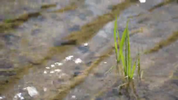 Texture variée des vagues de la rivière de montagne au coucher du soleil 