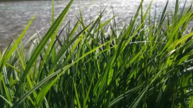 Dağ nehir kıyısında güneşli bir gün