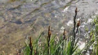 Güneşli bir günde dağ kıyısı