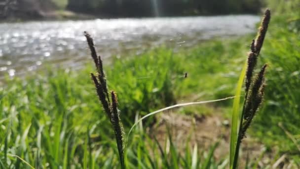 Gebirgsflußufer Bei Sonnigem Tag — Stockvideo