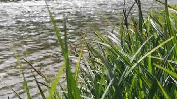 Gebirgsflußufer Bei Sonnigem Tag — Stockvideo