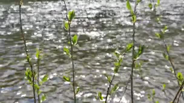 阳光明媚的山地河岸 — 图库视频影像