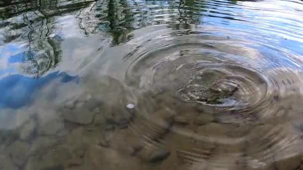 Zeitlupenfischen Auf Einem Gebirgsfluss — Stockvideo