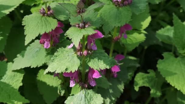 Csalán Foltos Foltos Lamium Maculatum — Stock videók