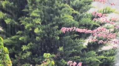 Şiddetli gök gürültülü yağmur ve rüzgar