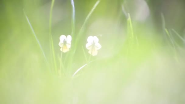 Een Paar Heldere Bos Viooltjes Het Gras — Stockvideo