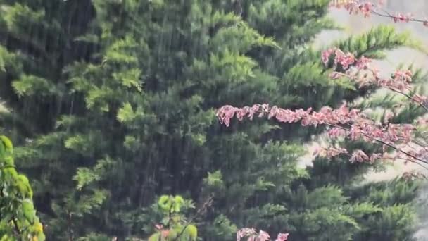 Fuerte Lluvia Tormenta Mayo Con Viento — Vídeo de stock