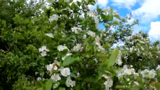 Bloeiende Bosboom Met Grote Kevers — Stockvideo