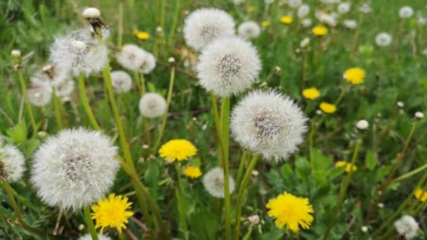 Fluffy Dandelions Middle Grass — Stock Video