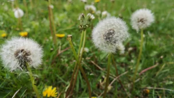 Fluffy Dandelions Middle Grass — Stock Video