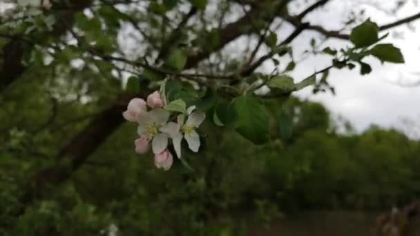 Rama Floreciente Del Árbol Frutal — Vídeo de stock