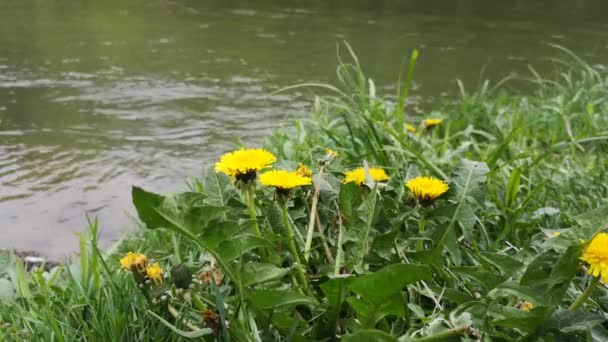 Diente León Las Orillas Río Montaña — Vídeo de stock