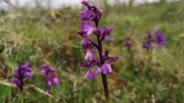 Dactylorhiza majalis bir dağ çayırında çiçek açar.