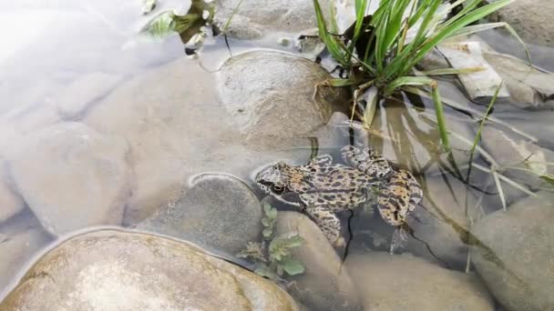 Fläckig Groda Som Gömmer Sig Bergsflod — Stockvideo