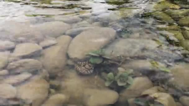 Bunter Frosch Versteckt Sich Einem Gebirgsfluss — Stockvideo