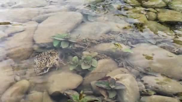 Fläckig Groda Som Gömmer Sig Bergsflod — Stockvideo