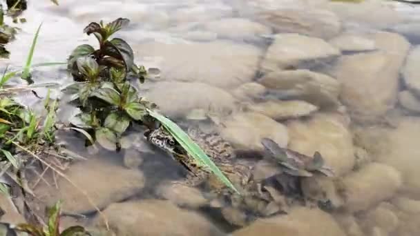 Motley Βάτραχος Κρύβεται Ένα Ποτάμι Βουνό — Αρχείο Βίντεο