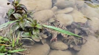 Dağ nehrinde saklanan Motley kurbağası