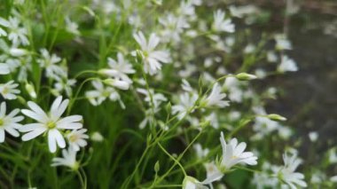 Stellaria nemorum L kıyıda çiçek açar