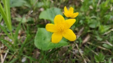 Caltha Palustris kıyıda çiçek açar.