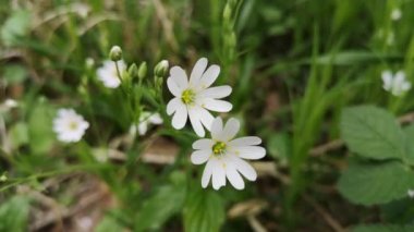 Stellaria nemorum L kıyıda çiçek açar
