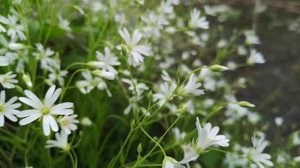 Stellaria Nonorum Цвіте Березі — стокове відео