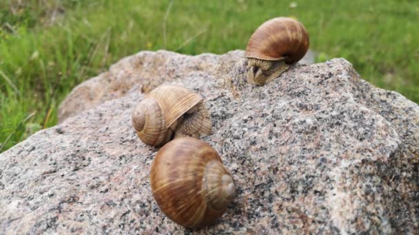 纹理石上有三只巨蜗牛 — 图库视频影像