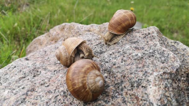 Three huge snails on a texture stone — Stock Footage Three Huge Snails Texture Stone Stock Footage