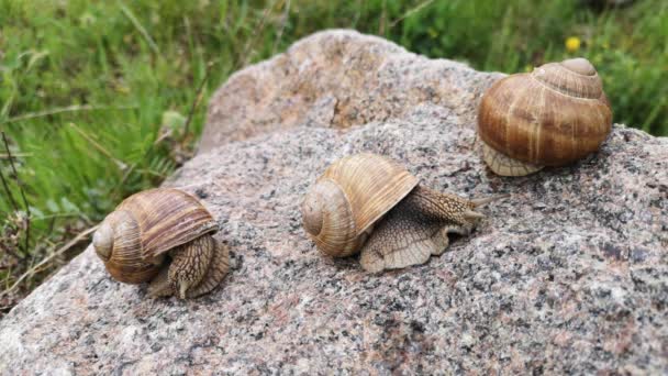 Trois énormes escargots sur une pierre de texture 