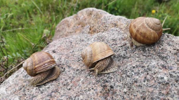 Three huge snails on a texture stone — Stock Footage Three Huge Snails Texture Stone Royalty Free Stock Video