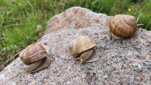 Trois Énormes Escargots Sur Une Pierre Texture — Video