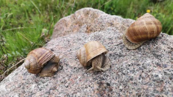 Three huge snails on a texture stone — Stock Footage Three Huge Snails Texture Stone Royalty Free Stock Footage