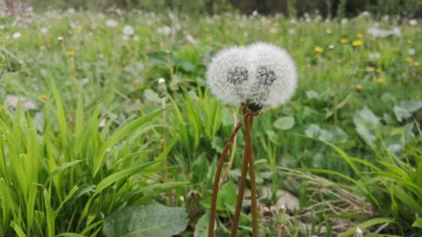 Tre Fluffiga Maskrosor Sammanfogade — Stockvideo