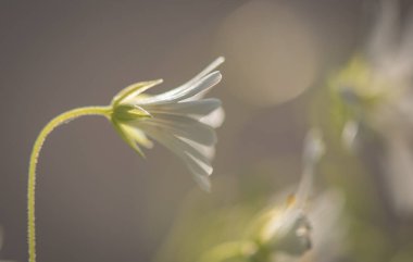 Stellaria nemorum mayıs ortasında çiçek açar