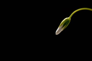 Stellaria nemorum mayıs ortasında çiçek açar